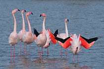 Greater flamingo (Phoenicopterus roseus) courtship display, Pont Du Gau Park, Camargue, France.