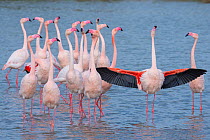 RF - Greater flamingo (Phoenicopterus roseus) with wings wide open in courtship display, watched by other birds, The Camargue, France.
