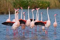 Greater flamingo (Phoenicopterus roseus) courtship display, Pont Du Gau Park, Camargue, France.