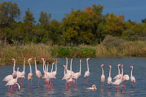 Greater flamingo (Phoenicopterus roseus) courtship display, Pont Du Gau Park, Camargue, France. courtship display,