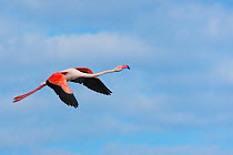 Greater flamingo (Phoenicopterus roseus) in flight, Pont Du Gau Park, Camargue, France.