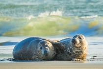 Grey seal (Halichoerus grypus) male and female courting on beach, Heligoland, Germany.