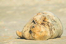 Grey seal (Halichoerus grypus), sleeping, Heligoland, Germany.