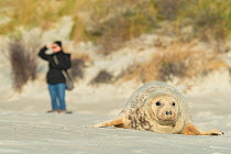 Grey seal (Halichoerus grypus), tourist looking for seals, Heligoland, Germany.