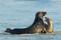 Grey seal (Halichoerus grypus), male and female, mating behaviour, Heligoland, Germany.