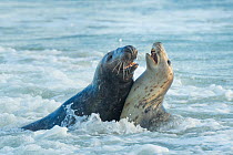 Grey seal (Halichoerus grypus), male and female, mating behaviour, Heligoland, Germany.