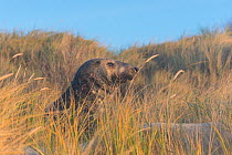 Grey seal (Halichoerus grypus), male, Heligoland, Germany.