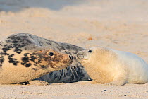 Grey seal (Halichoerus grypus), mother with pup, Heligoland, Germany.