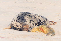 Grey seal (Halichoerus grypus), mother with newborn pup, Heligoland, Germany.