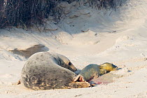 Grey seal (Halichoerus grypus),female giving birth, Heligoland, Germany.