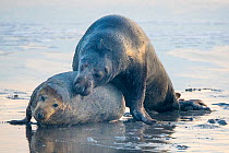 Grey seal (Halichoerus grypus), male and female mating on beach. Heligoland, Germany.