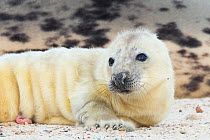 Grey seal (Halichoerus grypus), pup on beach, Heligoland, Germany.