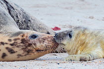 Grey seal (Halichoerus grypus), mother playing with pup, Heligoland, Germany.