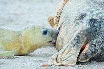 Grey seal (Halichoerus grypus), mother with suckling pup. Heligoland, Germany.