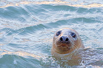 Grey seal (Halichoerus grypus) in water. Heligoland, Germany.