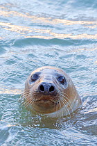 Grey seal (Halichoerus grypus) in water. Heligoland, Germany.