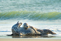 Grey seal (Halichoerus grypus) male and female, mating behaviour, Heligoland, Germany.