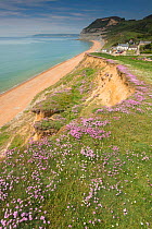 View along the cliffs to Sea Town and the Golden Cap, Dorset, England, UK, May.