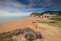 Sea Town and the Golden Cap in the distance, Dorset, England, UK, May.