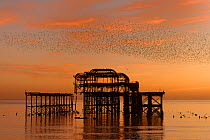 Starling (Sturnus vulgaris) murmuration at sunset, West Pier, Brighton, England, UK.
