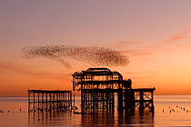 Starling (Sturnus vulgaris) murmuration at sunset, West Pier, Brighton, England, UK.