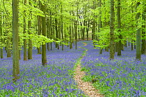 Path leading through  through woodland with  Bluebells (Hyacinthoides non-scripta) flowering in spring, Buckinghamshire, England, UK, May.