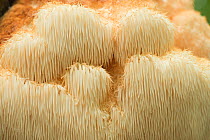 Bearded tooth fungus / Tree hedgehog fungus (Hericium erinaceus) Droxford, Hampshire, England, UK.