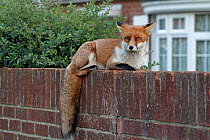Red fox cub (Vulpes vulpes) on wall, Hampshire, England, UK, October.