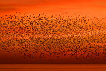 Starling (Sturnus vulgaris) coming into roost at sunset, Brighton, Sussex, England, UK, December.