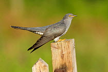 Common Cuckoo (Cuculus canorus) on gate post Surrey, England, UK. May.