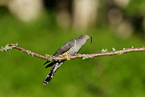 Common Cuckoo (Cuculus canorus) perched on branch with caterpillar Surrey, England, UK. August.
