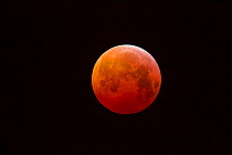 Super Blood Wolf Moon or Blood Moon Eclipse so called because a Lunar eclipse is appearing at the same time as a Supermoon. Arundel, West Sussex, England, UK, 21 January 2019