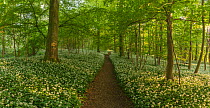 Path leading through woodland with flowering h Wild Garlic / Ramsons (Allium ursinum) Hampshire, England, UK, May.