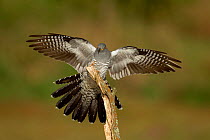 Common Cuckoo (Cuculus canorus) wings open landing on post Surrey, England, UK.