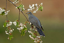 Common Cuckoo (Cuculus canorus) perched  on Cherry tree blossom Surrey, England, UK. April.