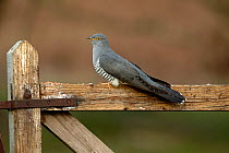 Common Cuckoo (Cuculus canorus) perched on gate Surrey, England, UK. April.