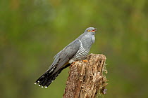 Common Cuckoo (Cuculus canorus) calling on rotten post Surrey, England, UK.