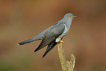 Common Cuckoo (Cuculus canorus) perched on post Surrey, England, UK.