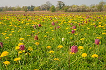 Snakes head fritillary (Fritillaria meleagris) flowering with Dandelions in meadow Cricklade, Wiltshire, England, UK, April.