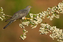 Cuckoo (Cuculus canorus) perched on Hawthorn blossom, Surrey, England, May.