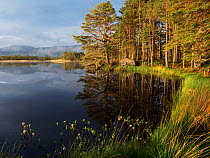 Loch Mallachie in early morning light with Bogbean (Menyanthes trifoliata) in the foreground. RSPB Abernethy Forest National Nature Reserve, Cairngorms National Park, Highland Region, Scotland, UK, Ma...