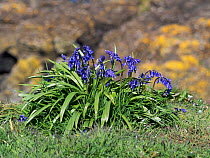 Bluebell (Hyacinthoides non-scripta) on a coastal cliff, Lunga Island, Treshnish Isles, Inner Hebrides, Scotland, UK, May