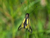 Owlfly (Libelloides coccajus) resting on a grass stem, near the Col de Menee, Vercors Regional Natural Park, France, June