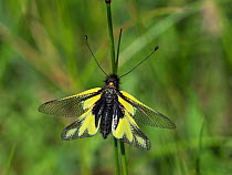 Owlfly (Libelloides coccajus) resting on a grass stem, near the Col de Menee, Vercors Regional Natural Park, France, June