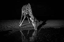 Giraffe (Giraffa camelopardalis) drinking, Tsavo West National Park, Kenya. Camera trap image.