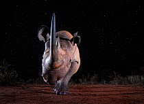 Black rhinoceros (Diceros bicornis) Tsavo West National Park, Kenya. Camera trap image.