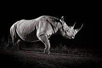 Black rhinoceros (Diceros bicornis) at night, Tsavo West National Park, Kenya. Camera trap image. EDITORIAL USE ONLY. All other uses require clearance
