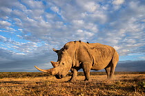 White rhino (Ceratotherium simum), portrait. Solio Game Reserve, Solio Ranch, Kenya. Taken with remote camera buggy / BeetleCam.