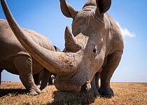 White rhino (Ceratotherium simum), portrait. Solio Game Reserve, Solio Ranch, Kenya. Taken with remote camera buggy / BeetleCam.