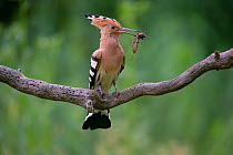 Hoopoe (Upupa epops) perched on branch with cricket prey, Hungary. June